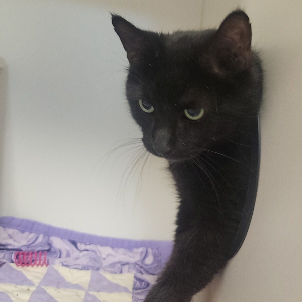 Salem