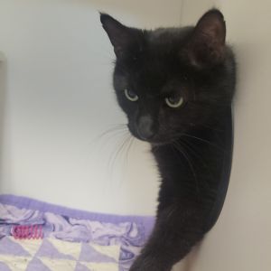 Salem