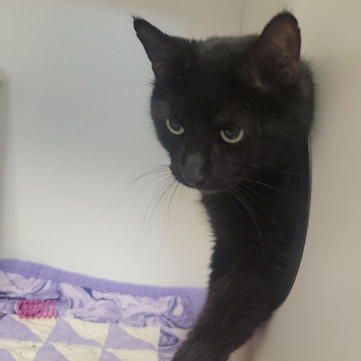 Salem 1
