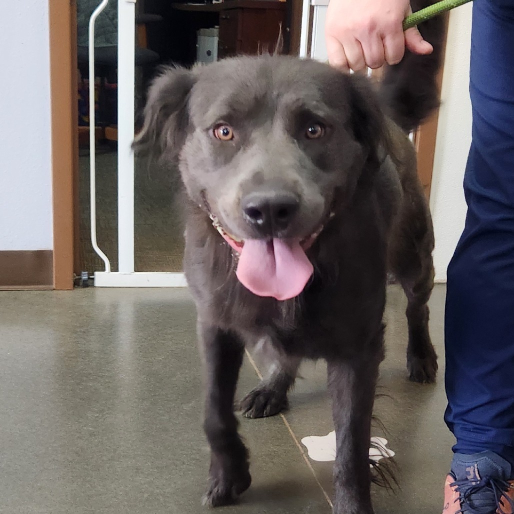 Max, an adoptable Mixed Breed in Idaho Falls, ID, 83402 | Photo Image 1