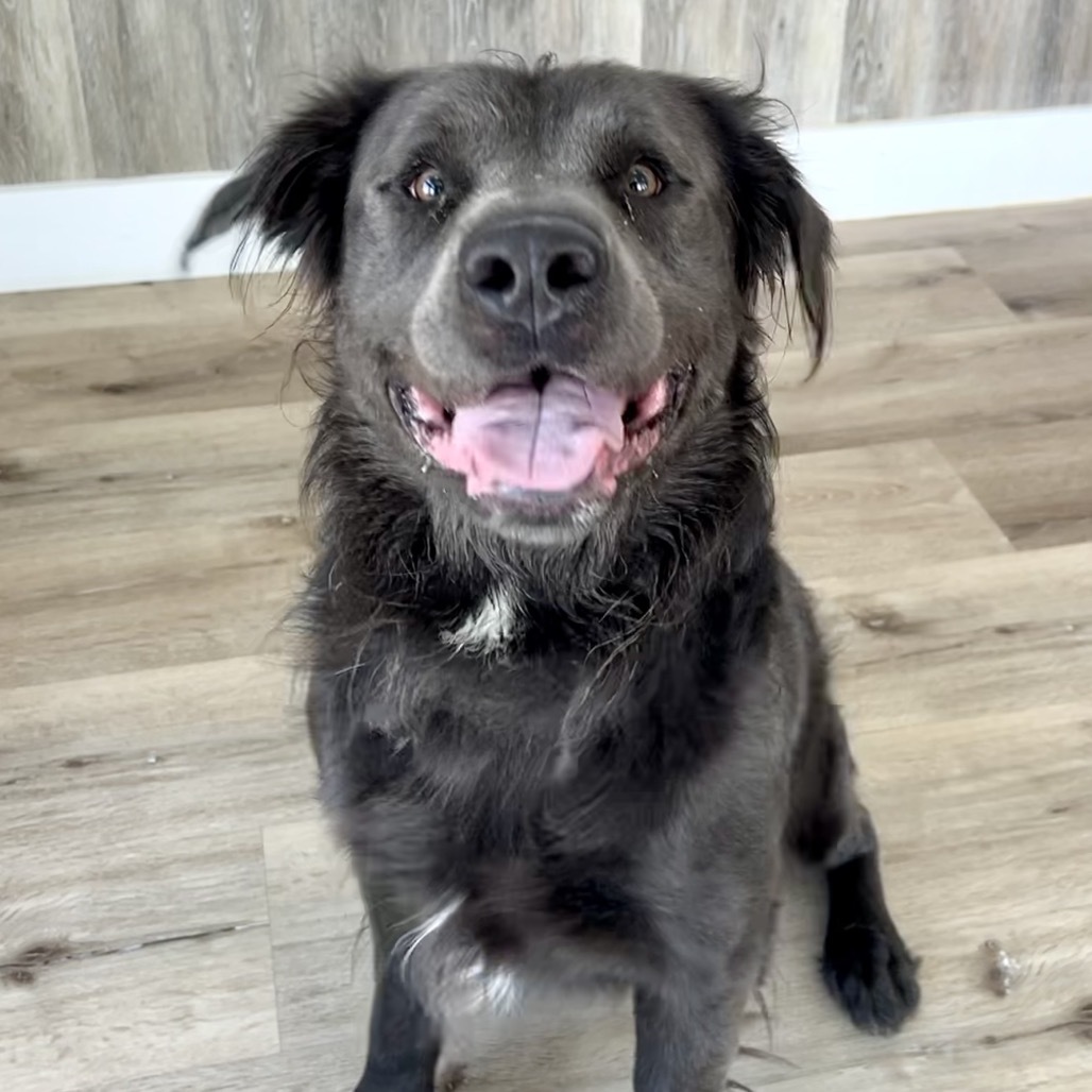 Max, an adoptable Mixed Breed in Idaho Falls, ID, 83402 | Photo Image 2