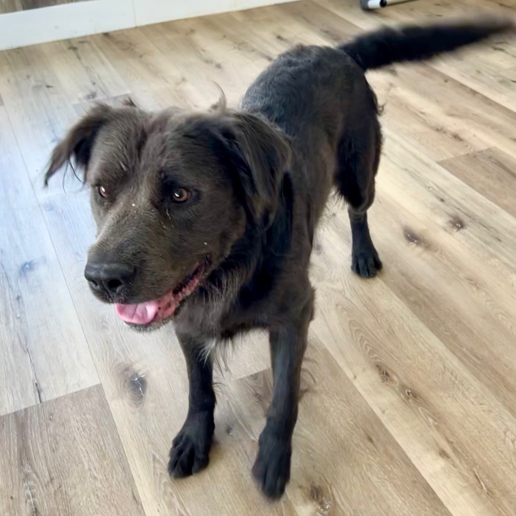 Max, an adoptable Mixed Breed in Idaho Falls, ID, 83402 | Photo Image 3