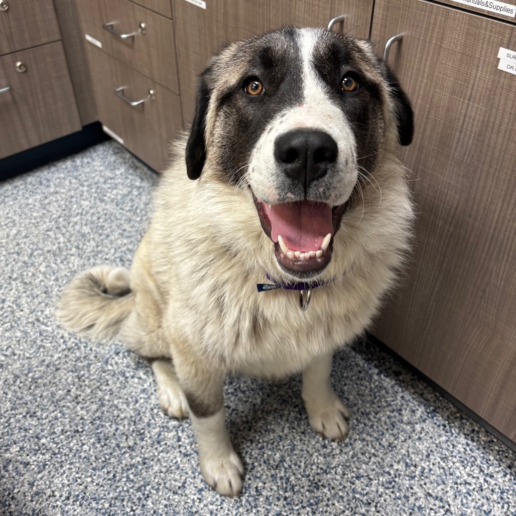Reba, an adoptable Akbash, Great Pyrenees in Great Falls, MT, 59404 | Photo Image 1