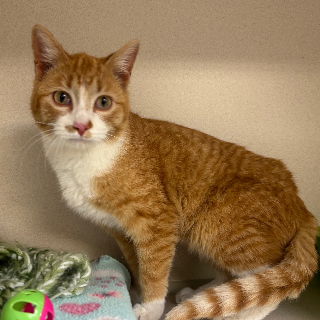 Rusty, an adoptable Domestic Short Hair in Great Falls, MT, 59404 | Photo Image 1