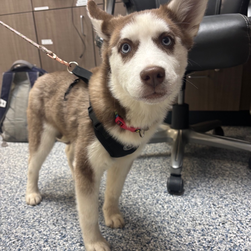 Dakota, an adoptable Mixed Breed in Great Falls, MT, 59404 | Photo Image 2