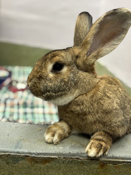 Bugs Bunny 1