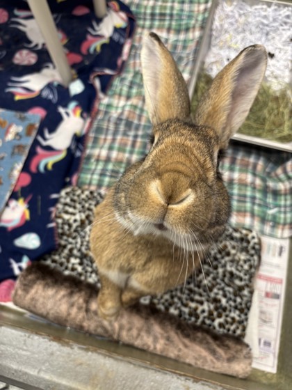 Bugs Bunny 3