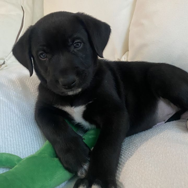 Colby 1