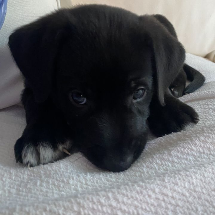 Colby 2
