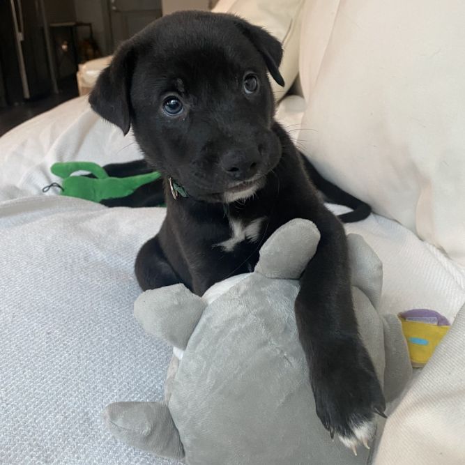 Jack