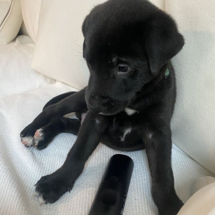 Jack 2