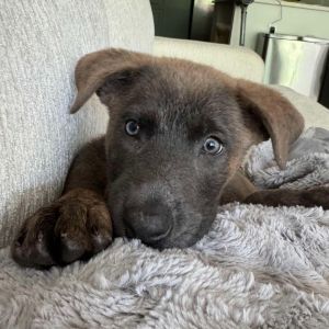 Bindi