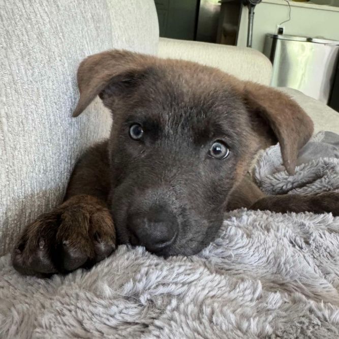 Bindi