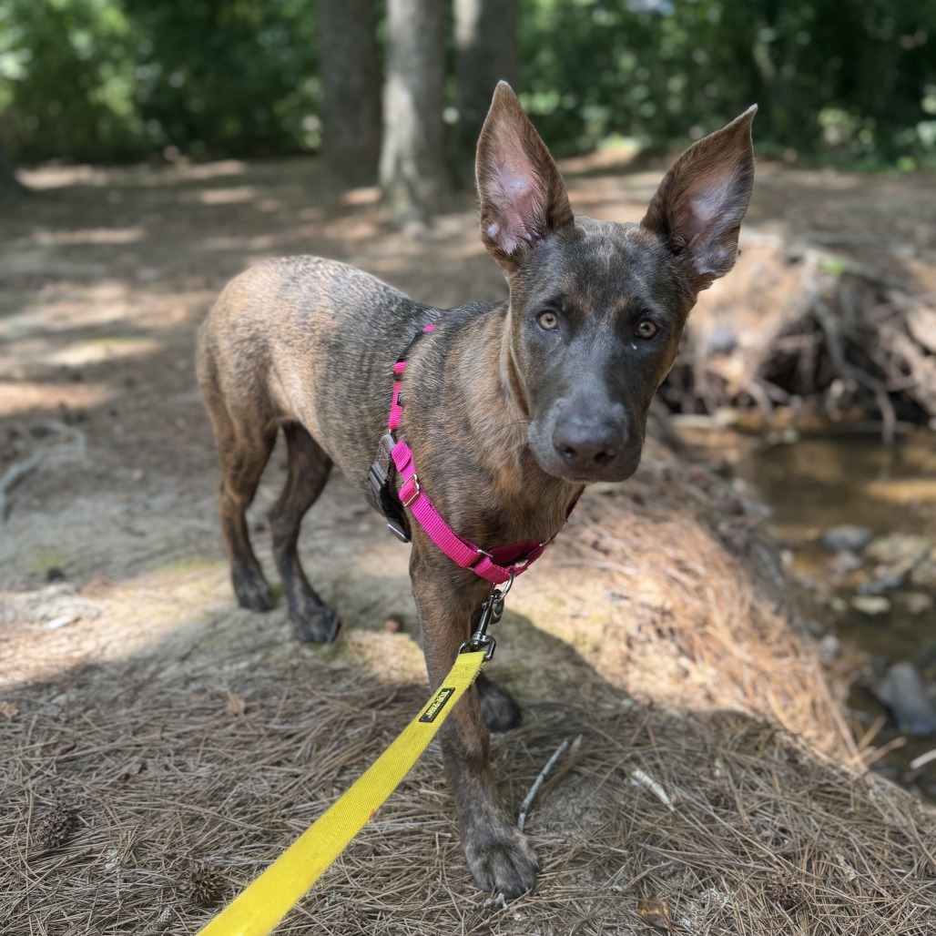 Bindi