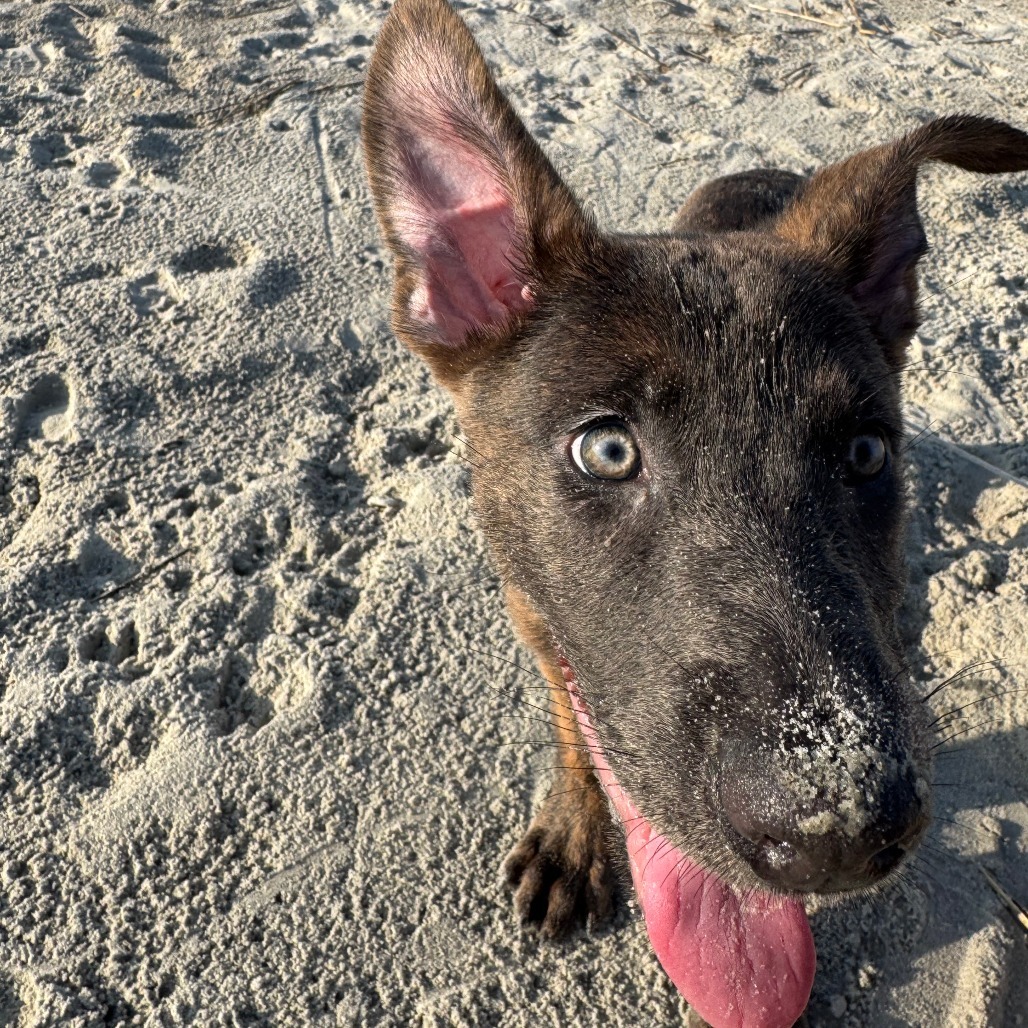 Bindi