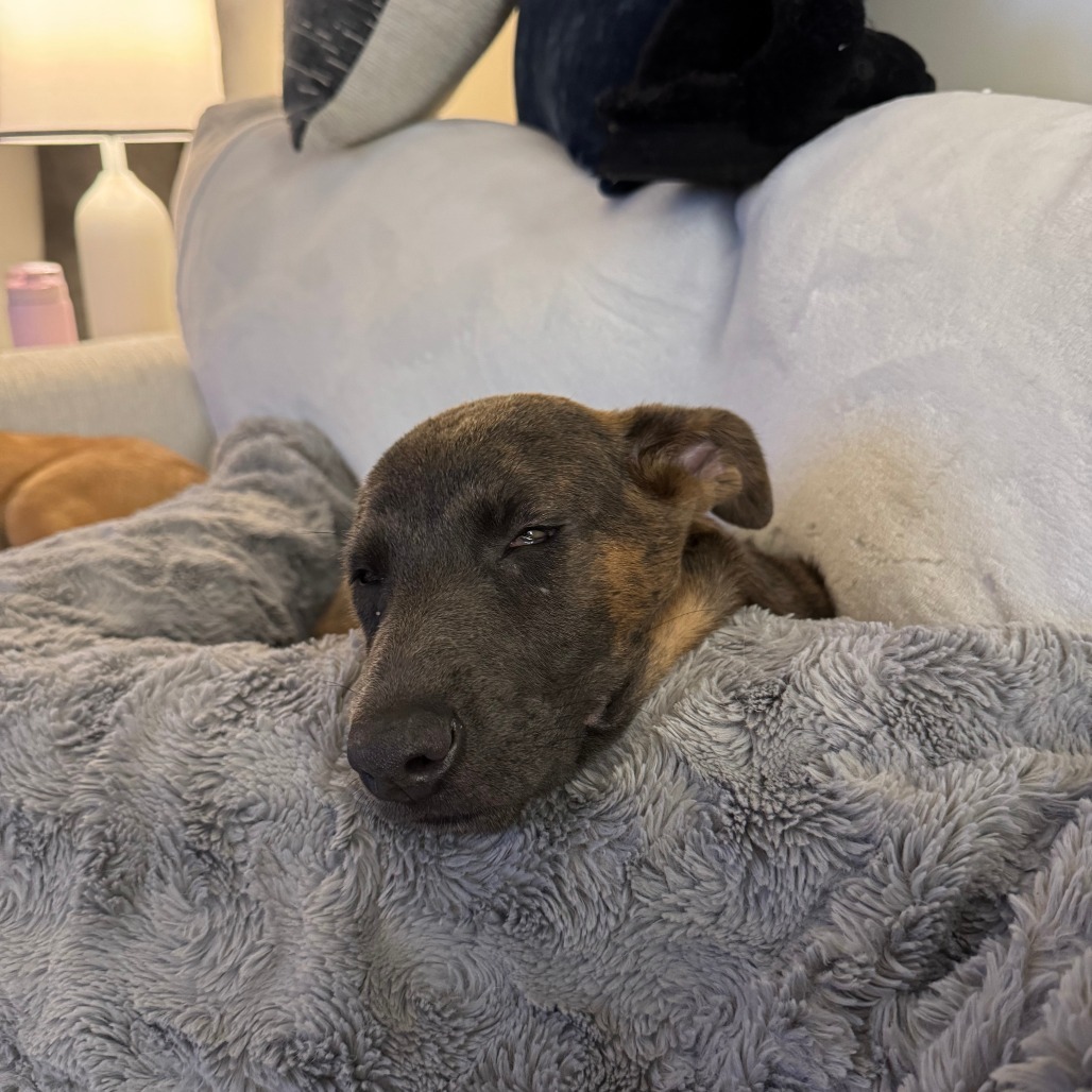 Bindi