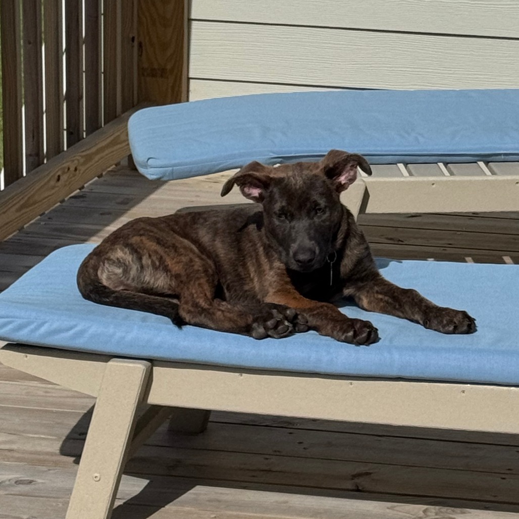 Bindi