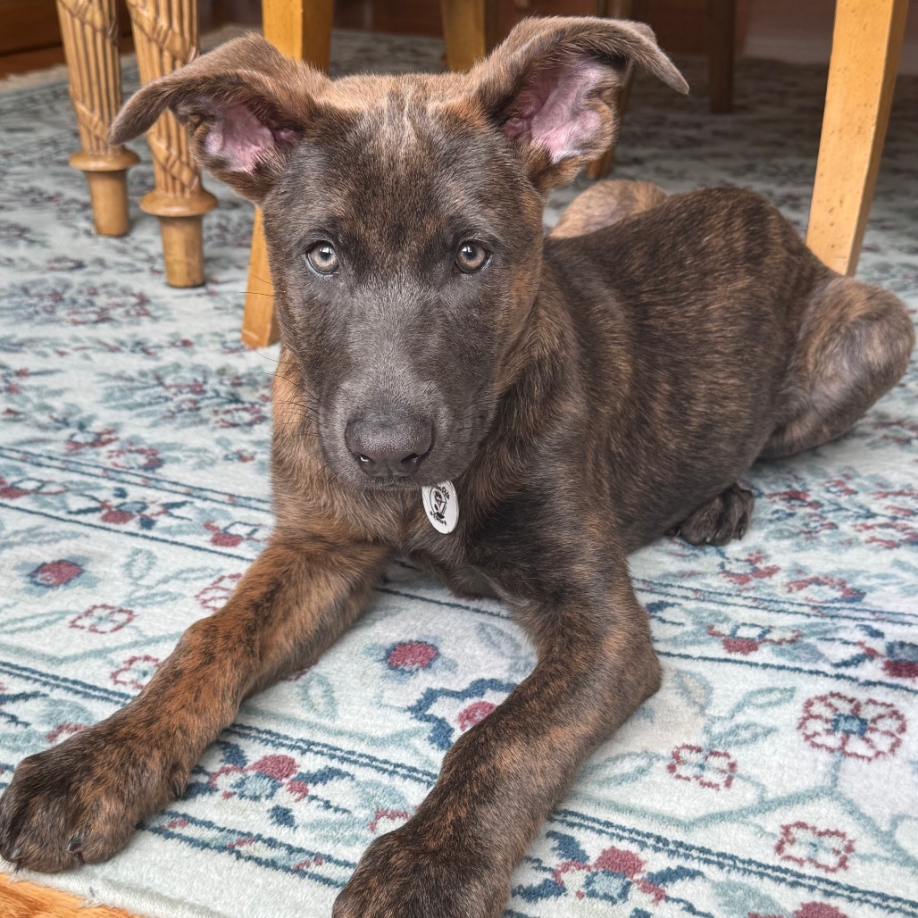 Bindi