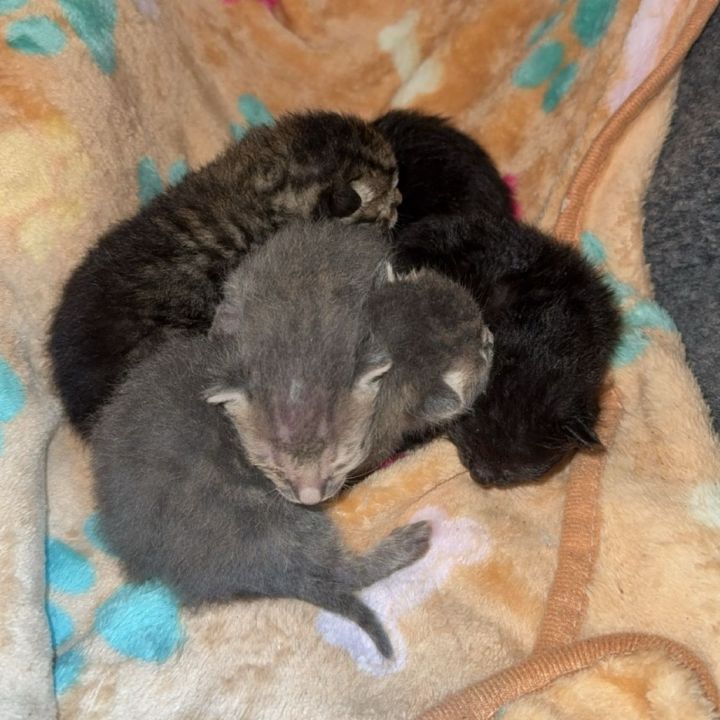 Truman 2