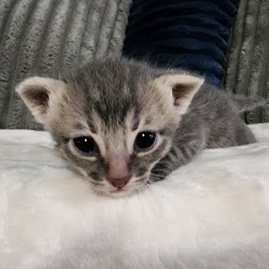 Truman