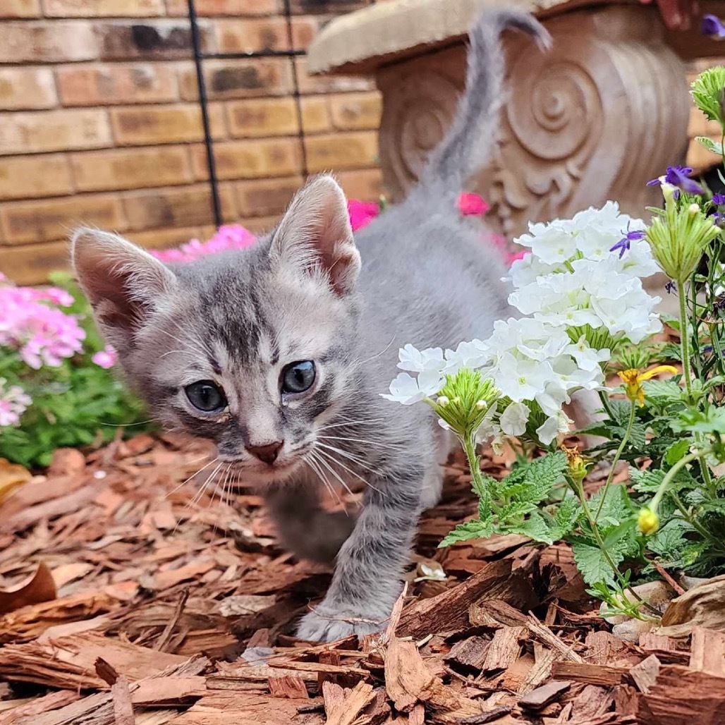 Truman