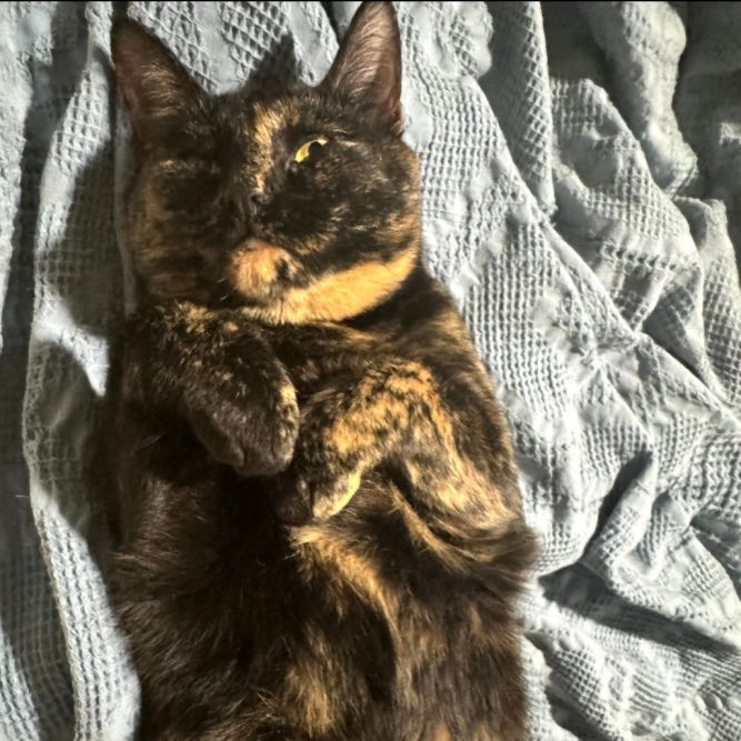 Whiskey - torti girl @ Pawz Pet Cafe