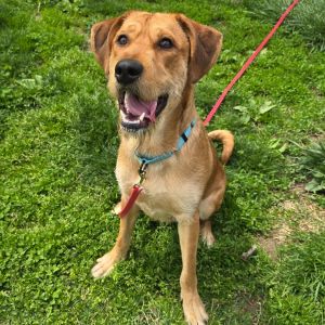 Tom Selleck, Adult Male Mixed Breed