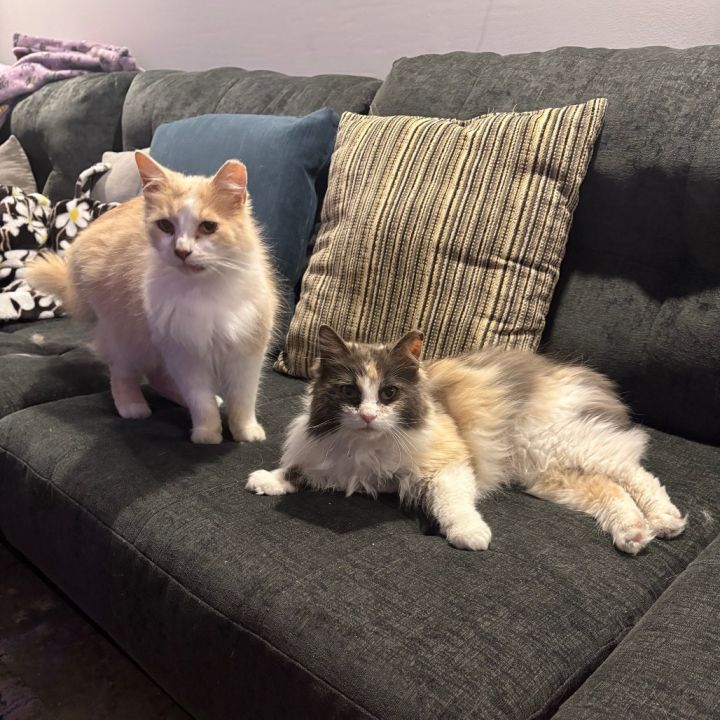 Sonic (& Gabriella) 4
