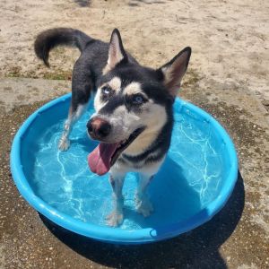 Meet Ozi Ozi is a striking male husky mix who made his way from Georgia and is now looking for