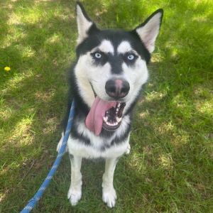 Meet Ozi Ozi is a striking male husky mix who made his way from Georgia and is now looking for