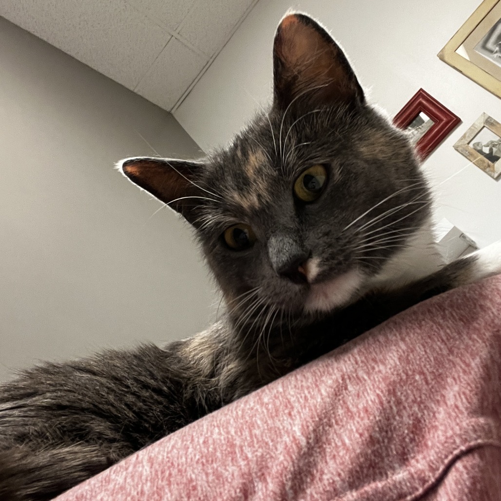 Chamomile, an adoptable Domestic Medium Hair in Park City, UT, 84098 | Photo Image 2