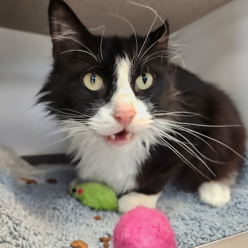 Nudibranch, an adoptable Domestic Medium Hair in Park City, UT, 84098 | Photo Image 1