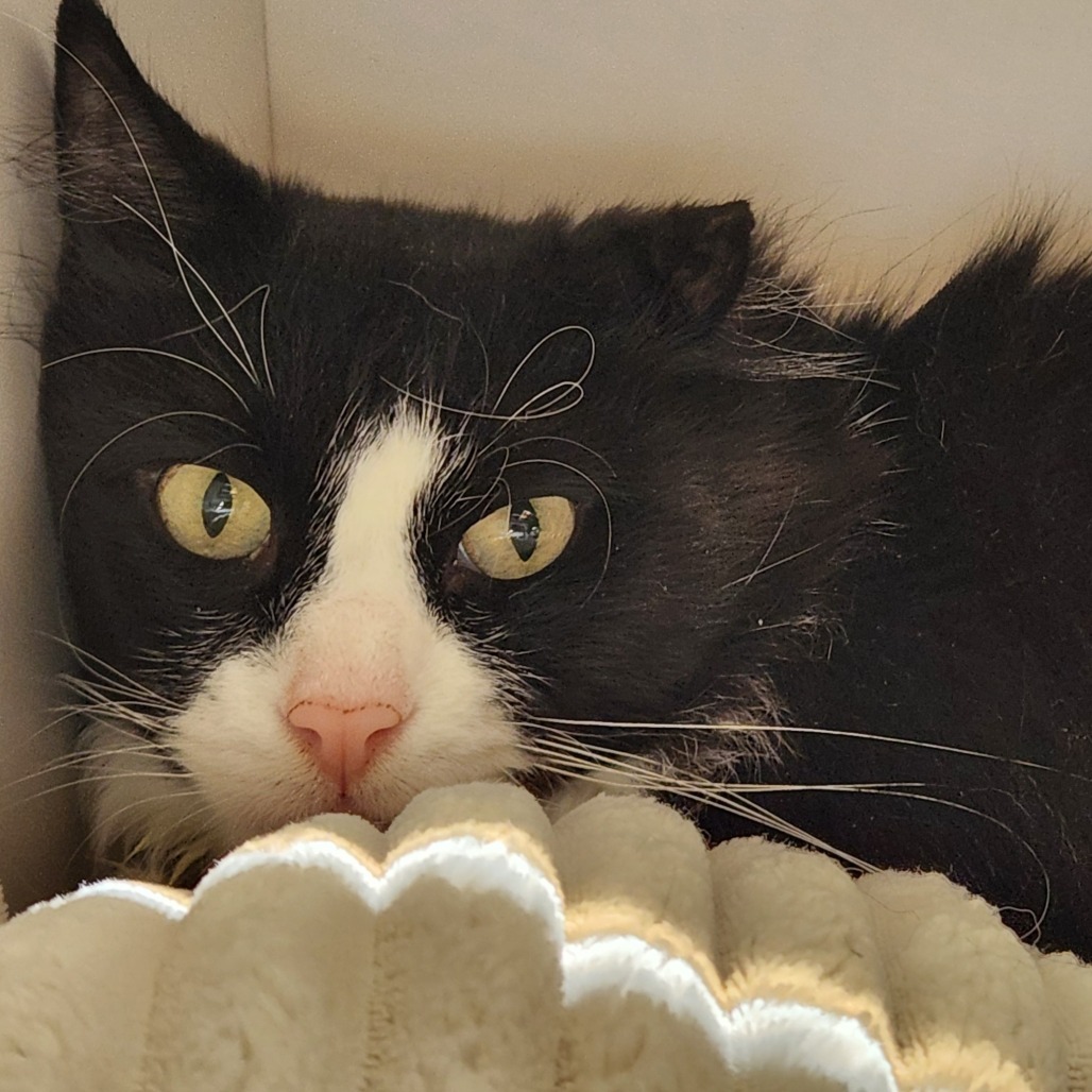 Nudibranch, an adoptable Domestic Medium Hair in Park City, UT, 84098 | Photo Image 2