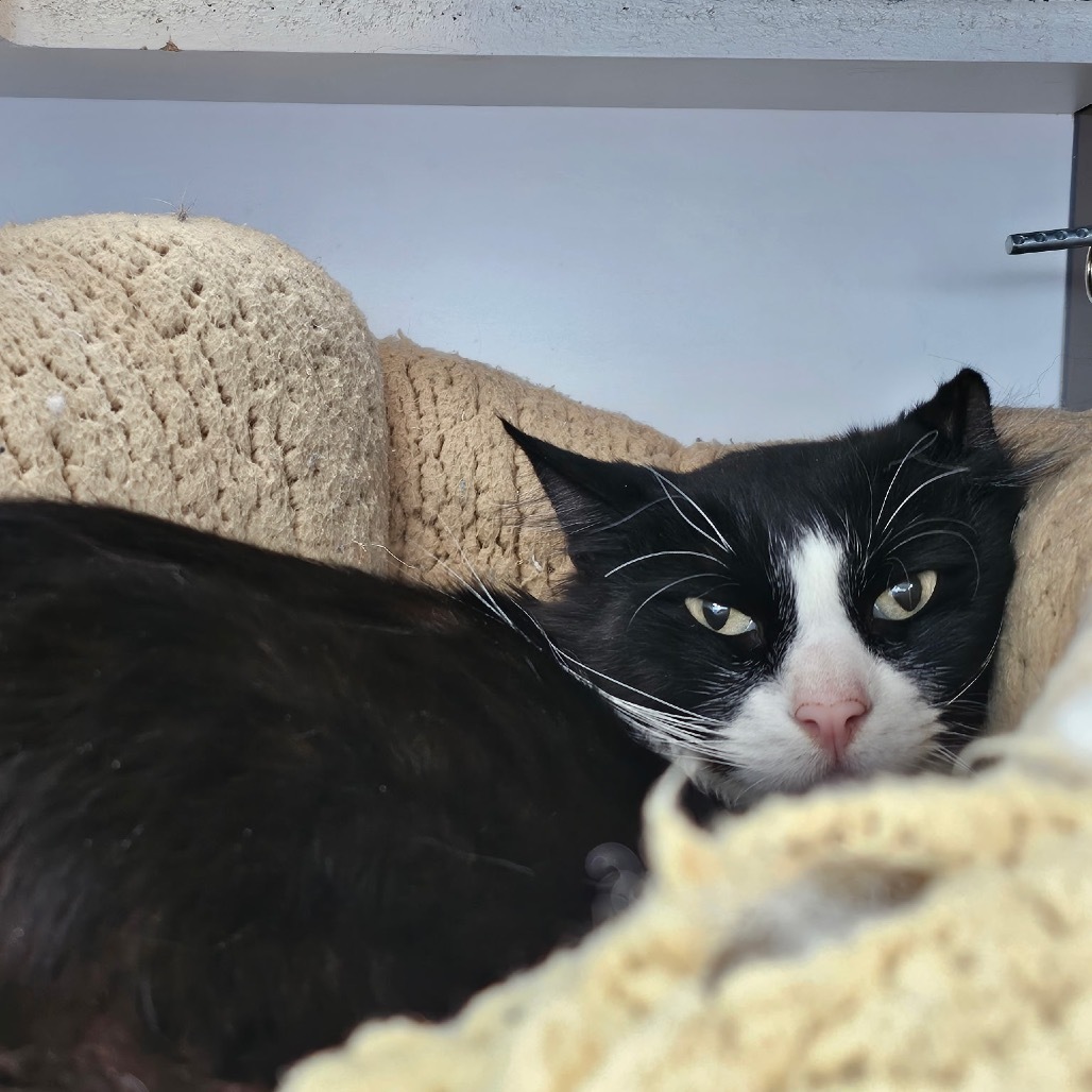 Nudibranch, an adoptable Domestic Medium Hair in Park City, UT, 84098 | Photo Image 3