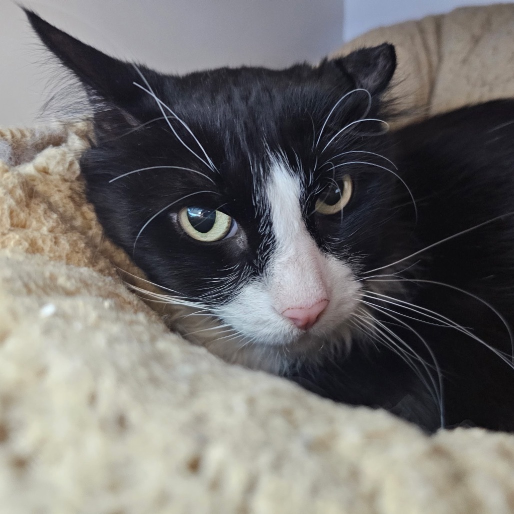 Nudibranch, an adoptable Domestic Medium Hair in Park City, UT, 84098 | Photo Image 4