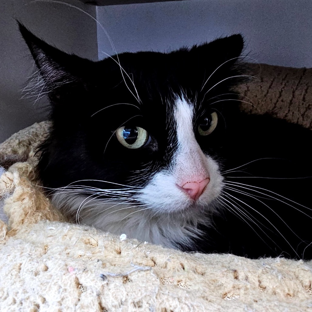 Nudibranch, an adoptable Domestic Medium Hair in Park City, UT, 84098 | Photo Image 5