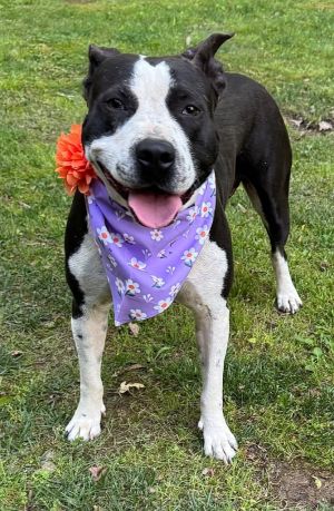 Kanga Mom, Young Female Pit Bull Terrier