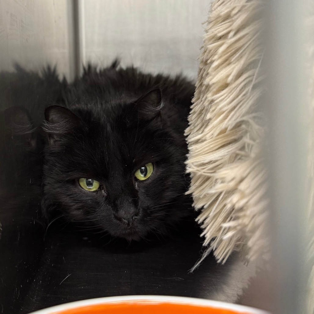 furball, an adoptable Domestic Long Hair in Mount Shasta, CA, 96067 | Photo Image 1