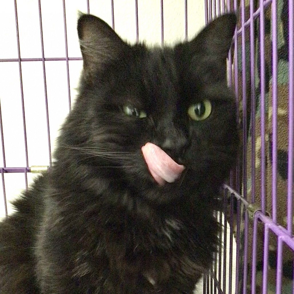 Annie, an adoptable Domestic Long Hair in Mount Shasta, CA, 96067 | Photo Image 1