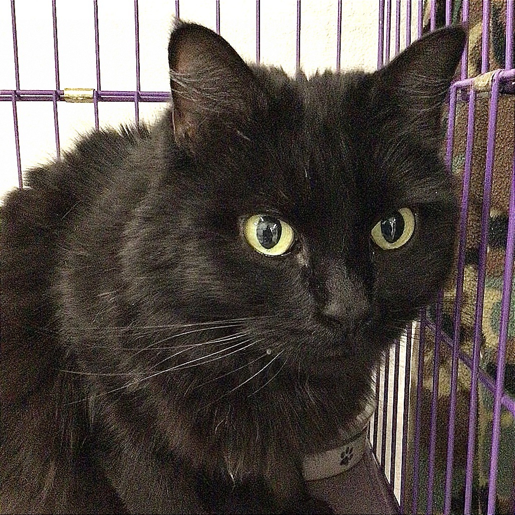 Annie, an adoptable Domestic Long Hair in Mount Shasta, CA, 96067 | Photo Image 3