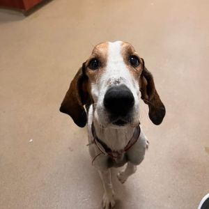 Chief, Senior Male Treeing Walker Coonhound