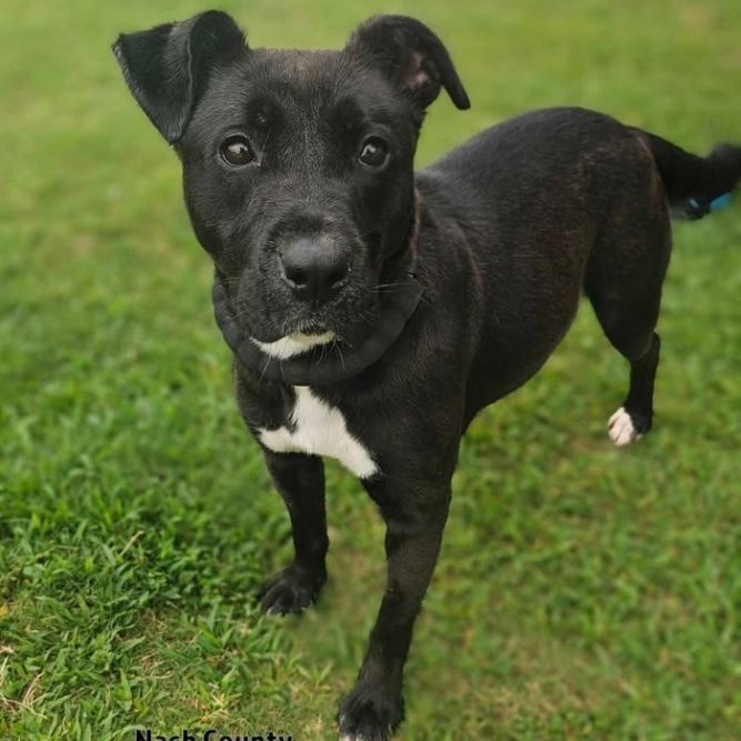 SYN Available NOW - ADOPTION or RESCUE!