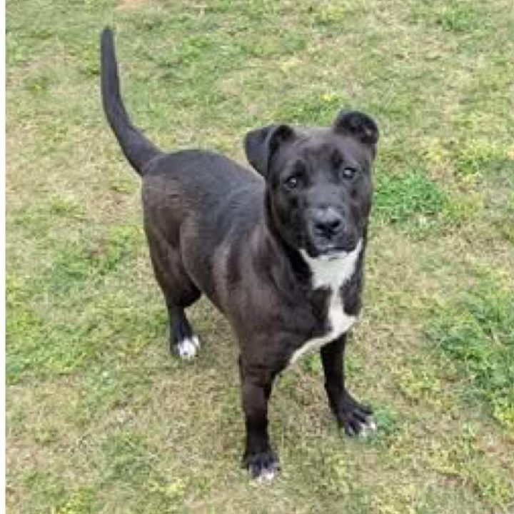 SYN Available NOW - ADOPTION or RESCUE! 2