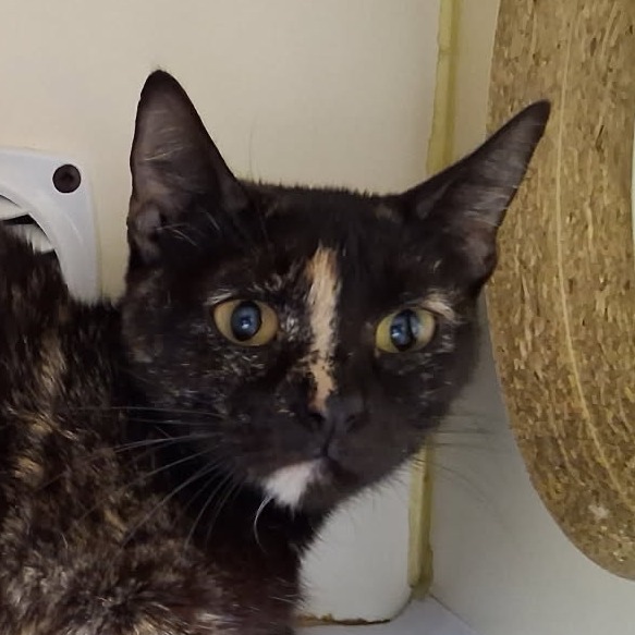 Lindel, an adoptable Domestic Short Hair in Ponca City, OK, 74604 | Photo Image 1