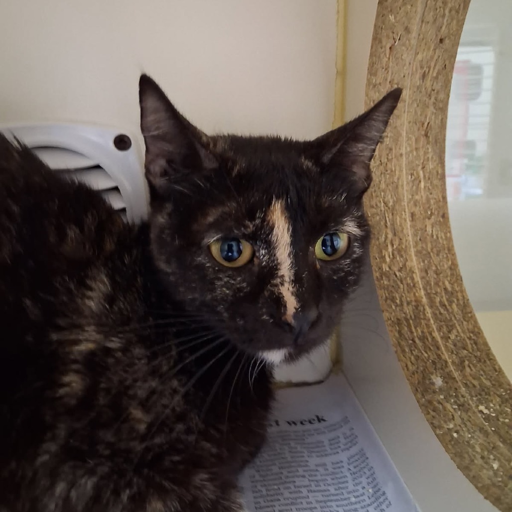 Lindel, an adoptable Domestic Short Hair in Ponca City, OK, 74604 | Photo Image 2