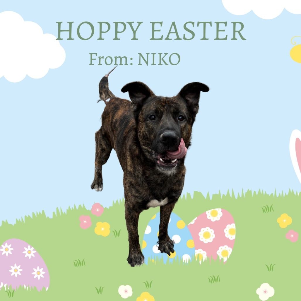 Niko
