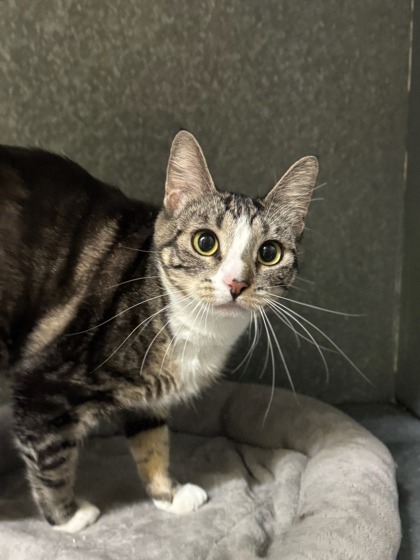 Wobbles, an adoptable Domestic Short Hair in Moses Lake, WA, 98837 | Photo Image 1