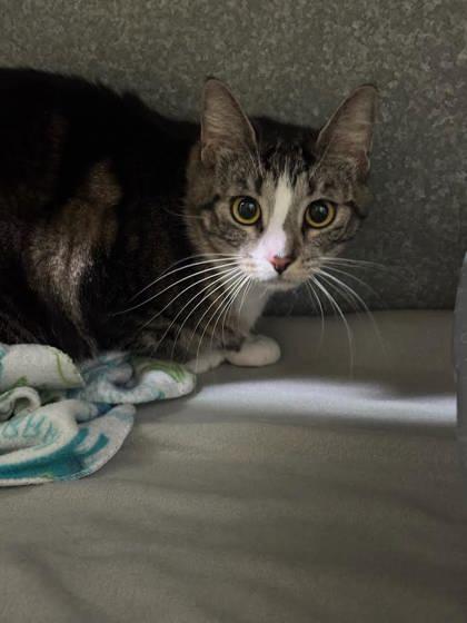 Wobbles, an adoptable Domestic Short Hair in Moses Lake, WA, 98837 | Photo Image 2