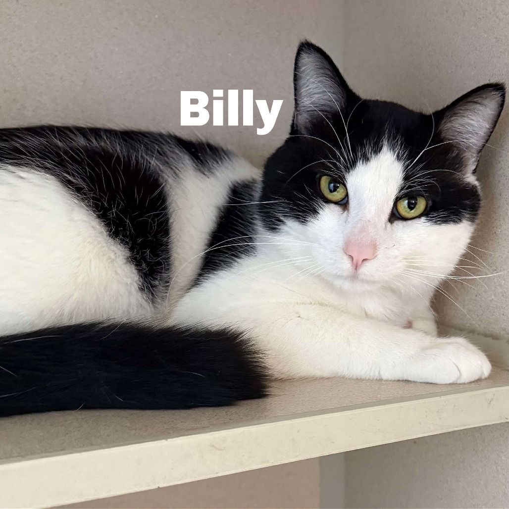 Billy 250179