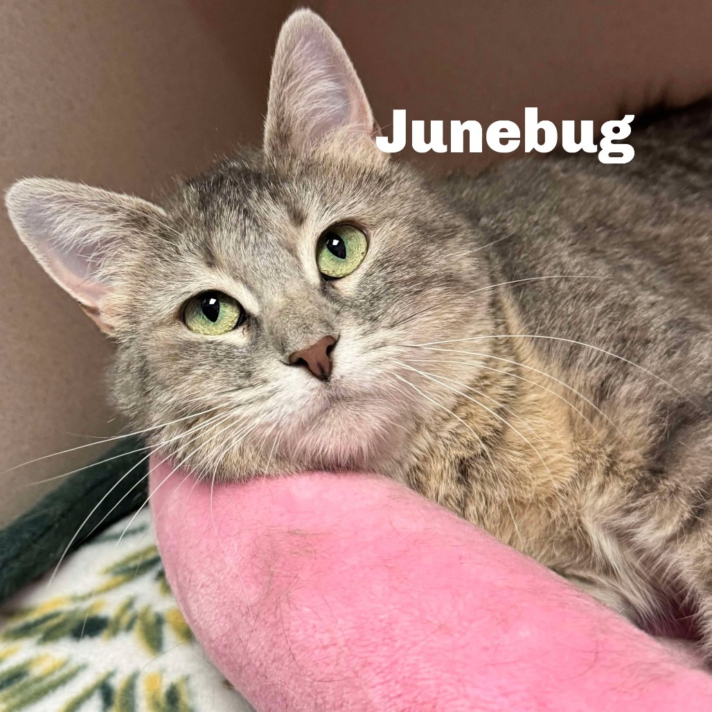 Junebug 250201